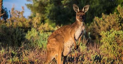 VICTORY! Adidas Confirms End to Use of Kangaroo Skins in Athletic Footwear