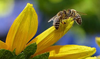 Can a Bottle of Vinegar Save the Bees? Bragg’s Bee-Focused Pivot Is a Lesson in Climate Stewardship 