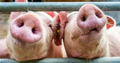 6 Amazing Facts About Pigs That’ll Make You Love Them Even More 🐷✨
