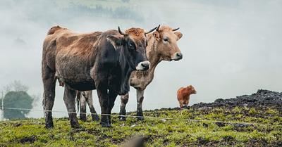 Residents of As Conchas Take the Xunta De Galicia to Court for Allowing Animal Farms to Pollute Local Reservoir