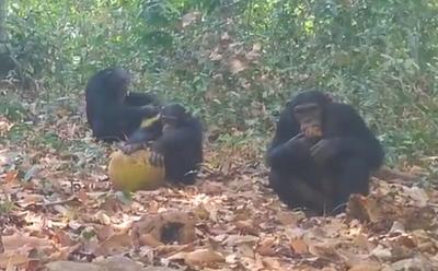 Scientists Film Wild Chimpanzees Sharing Alcoholic Fruit