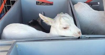 Interns Save 23 Goats from Slaughter at Dairy Farm