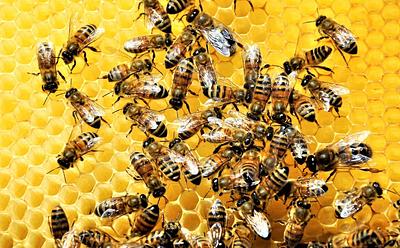 Company Secures Patent For “Bee-Free” Honey In Germany
