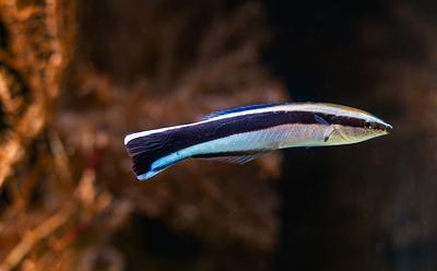 Fish Sizes Themself Up in Mirror Before Fighting Another Fish, Study Finds