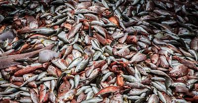 How Much Overfishing is Happening in the World?