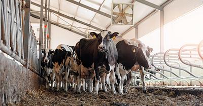 Major Dairy Companies Failing to Address Methane Emissions
