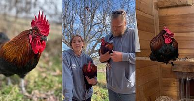 Schmidt and Winston Find Safety at Barn Sanctuary After Roadside Abandonment