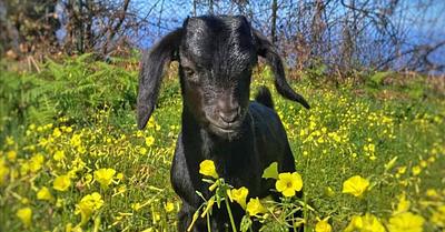 Gazmira the Baby Goat Survives After Roadside Rescue in Canary Islands