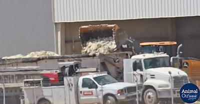 Hickman’s Bird Flu Outbreak at Arizona Egg Factory Could Cost US Taxpayers Over $38 Million 
