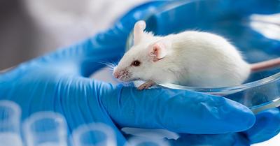 Animal Advocacy Group Demands Action After Temple University Admits Animal Welfare Violations