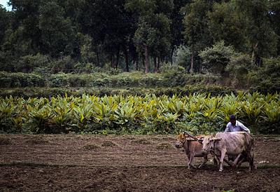 ProVeg Brazil Opens Pathway for Livestock Farmers to Shift to Plant-Based Agriculture