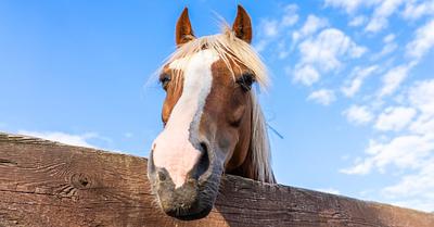 Landmark Private Prosecution of Horse Exporter Adjourned in Winnipeg, Canada