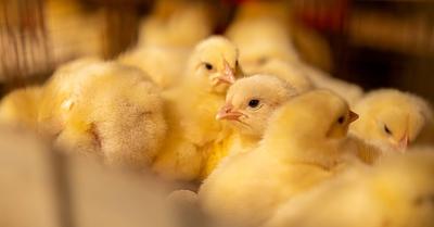 12,000 Chicks Abandoned in US Postal Truck Spark Outcry Over Animal Shipping
