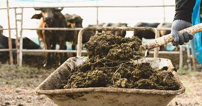 The Truth About the Commercialisation of Animal Faeces