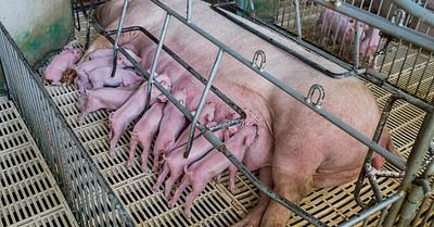 Are Farrowing Cages in Pigs as Bad as Gestation Crates?