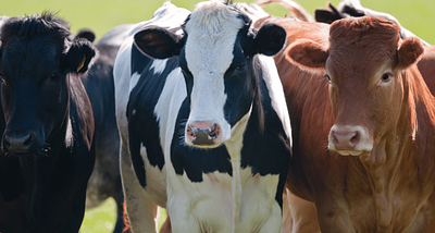 The emotional disconnect between loving animals and eating them, explained by science
