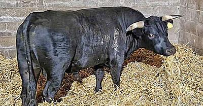 Birmingham Bull Who Escaped Slaughter Finds Sanctuary in Norfolk, England