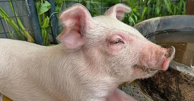 Birdie the Piglet’s Daring Escape and Remarkable Recovery