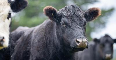 Beef Industry Propaganda is Shaping Climate Education for Children in the US