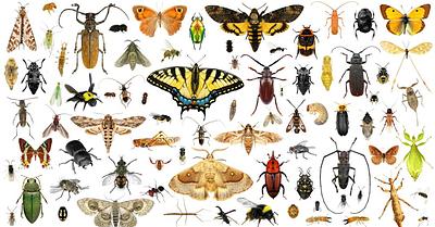 How Many Insects Are Exploited by Humanity Every Year?