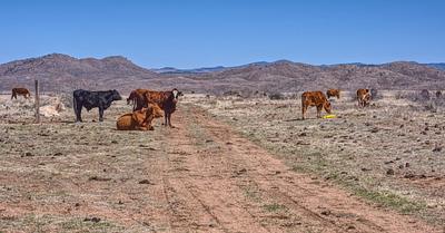 Farmed Animal Grazing Threatens Endangered Species in New Mexico and Arizona