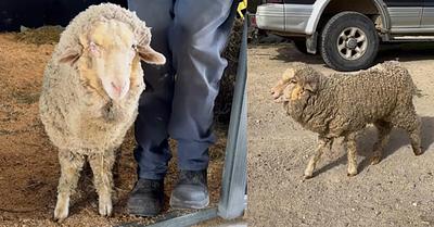 Sunny the Lamb Rescued from Severe Neglect Near Bungendore, Australia