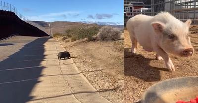 Four Pigs Rescued from the Desert by Farm Animal Refuge