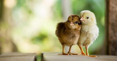 6 Things You Didn’t Know About Chickens 🐔