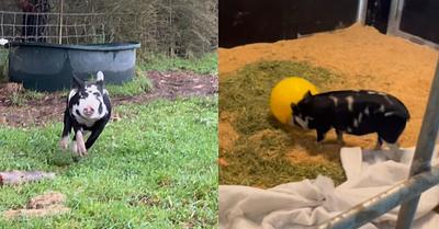 Lola, the Pig Rescued from Petting Zoo, Finds Friendship at Little Oak Sanctuary