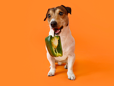 Vegan Pet Food ‘Most Effective’ Measure to Tackle Climate Footprint of Dogs & Cats