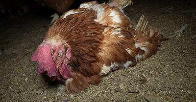 Poor Conditions and Alleged Fraud Denounced in Mallorca Chicken Farm with Animal Welfare Seal