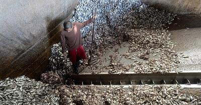 Global Map Reveals Scale of Fishmeal and Fish Oil Factories Feeding Aquaculture Boom