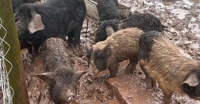 Guilty Farmers Who Neglected Animals Sentenced in Swansea Crown Court, Wales