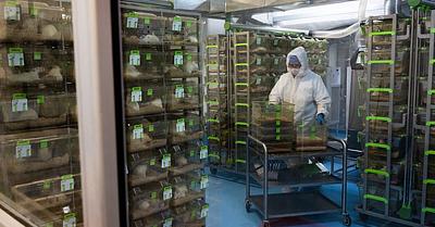 New Photo Essay Sheds Light on the Suffering of Rats and Mice in Latin American Labs