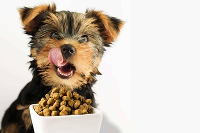 Big Idea Ventures and Mars Petcare Launch Global Next Generation Pet Food Program