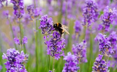 Plants Make More Nectar When They ‘Hear’ Pollinators Buzzing, Say Scientists