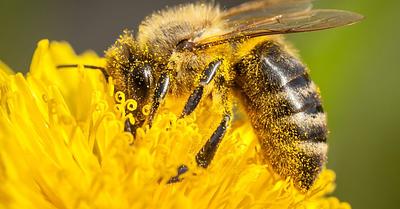 Bees Face New Wave of Threats from War, Microplastics, and Pollution