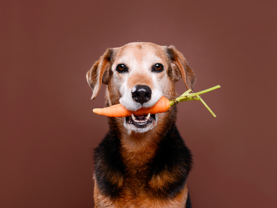 In Yet More Evidence for Dogs, A Vegan Diet Outperforms Meat on Health Outcomes