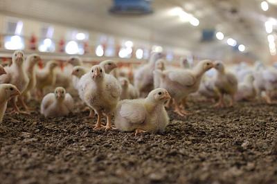 Switzerland Introduces Labelling Requirements for Animal Products Made Using Painful Procedures