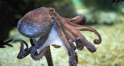Why scientists are horrified by the world's first octopus farm