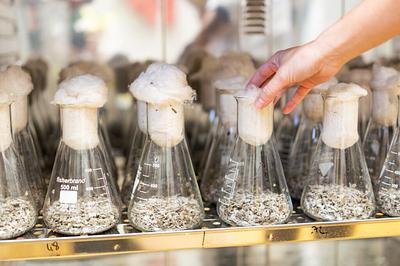 Lallemand Bio-Ingredients Completes Acquisition of French Enzyme Producer Solyve