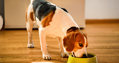 Should your dog be vegan? New research says maybe—if you do it exactly right