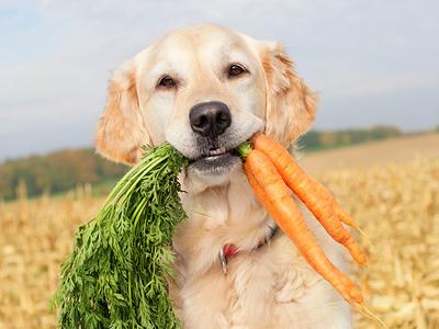 British Veterinary Association Ends Objection to Vegan Dog Food in New Policy Position