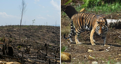 How one family built a $20 billion empire by wiping out Sumatra's tiger habitats and they're still clashing over the hypocritical fortune