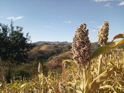 Food Scientists Leverage Drought-Resistant Sorghum Proteins for 3D-Printed Foods