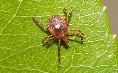 Aggressive Meat Allergy-Causing Ticks Are Spreading Due To The Climate Crisis