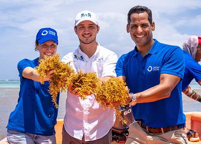 Origin by Ocean and CABB Group Partner to Convert Invasive Sargassum Algae into Valuable Ingredients