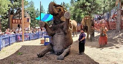 Elephant Exploitation Ends at Colorado Renaissance Festival After Permit Denied