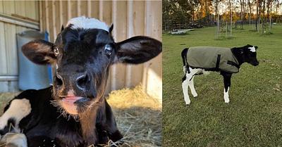 Atlas the Calf Rescued from Dairy Industry by Queensland Sanctuary