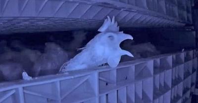 Secret Footage Exposes Suffering of Hens in UK Gas Chambers